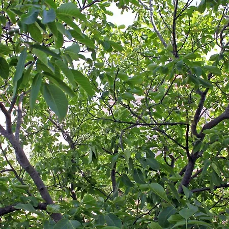 Apartments By The Sea Pirovac, Sibenik - 6280